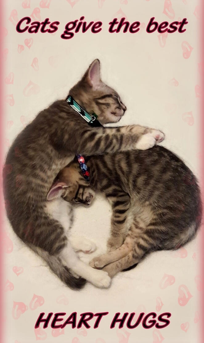 Heart Hug Kittens 