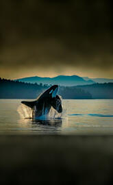 K21CappuccinoAlNiles