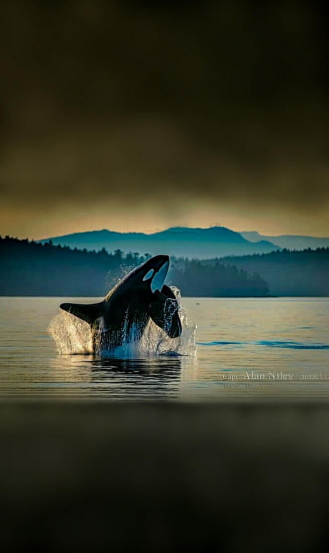 K21CappuccinoAlNiles