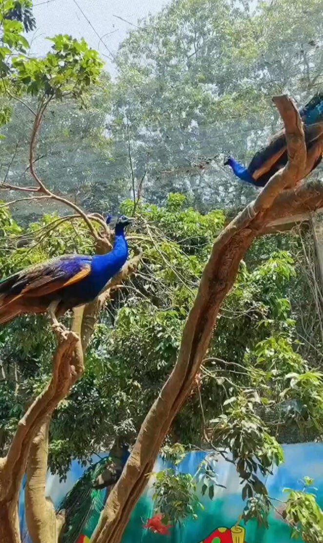 PEACOCK LOVER