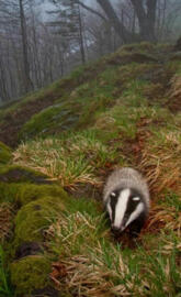 European Badger