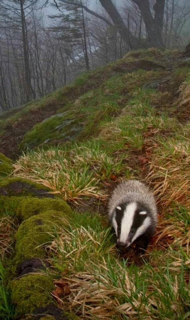 European Badger