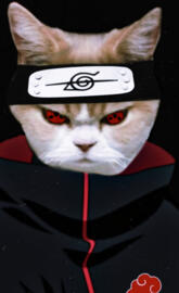 Gato akatsuki