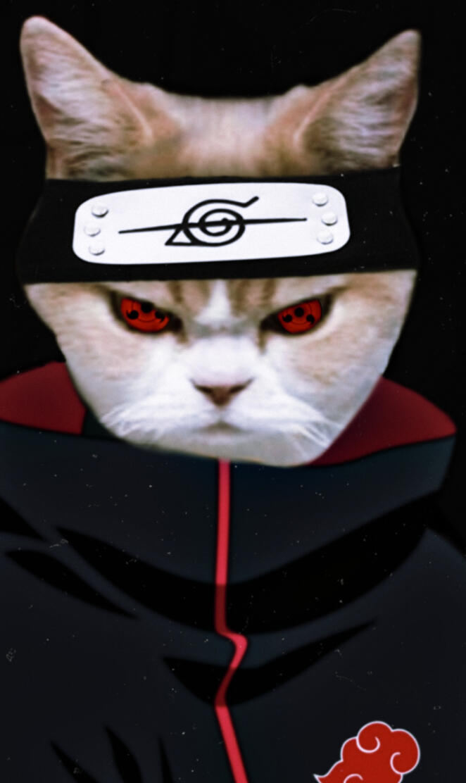 Gato akatsuki