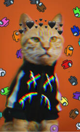 Gato 502