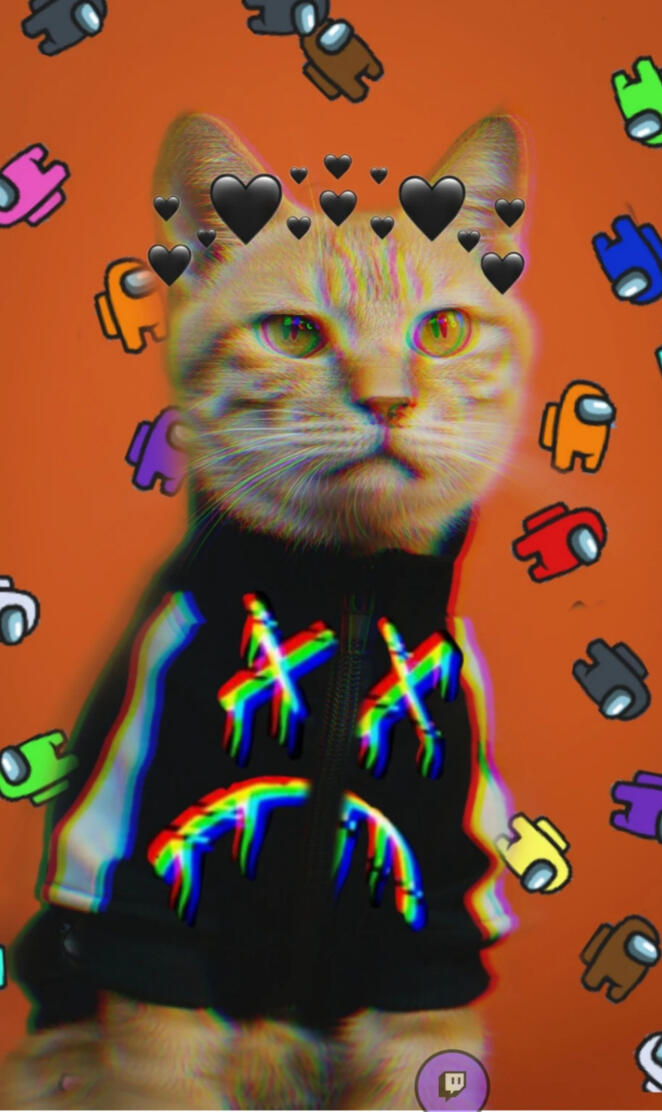 Gato 502