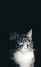 cat black background