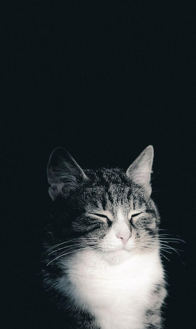 cat black background