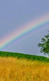 CHASING RAINBOW DREAMS