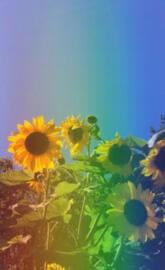 Aesthetic sunflowers
