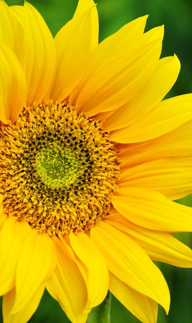 ZTE Sunflower