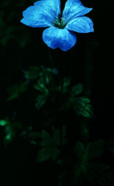 Flower in The Forest