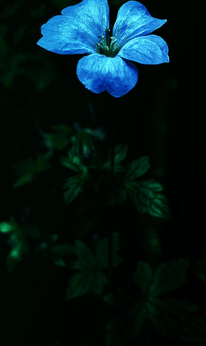 Flower in The Forest