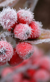 Snow Berries Macro