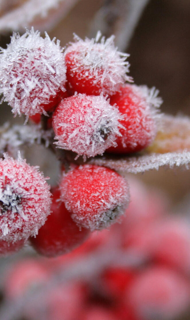 Snow Berries Macro