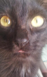 Yellow eyed blackcat