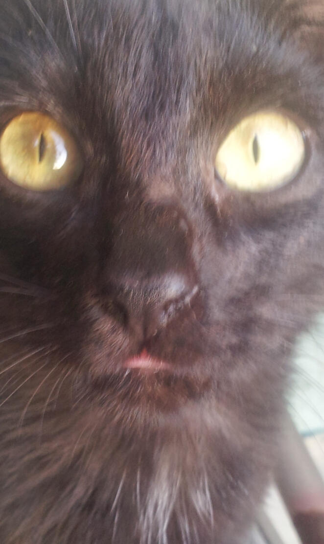 Yellow eyed blackcat