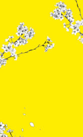 Flor Sakura amarilla