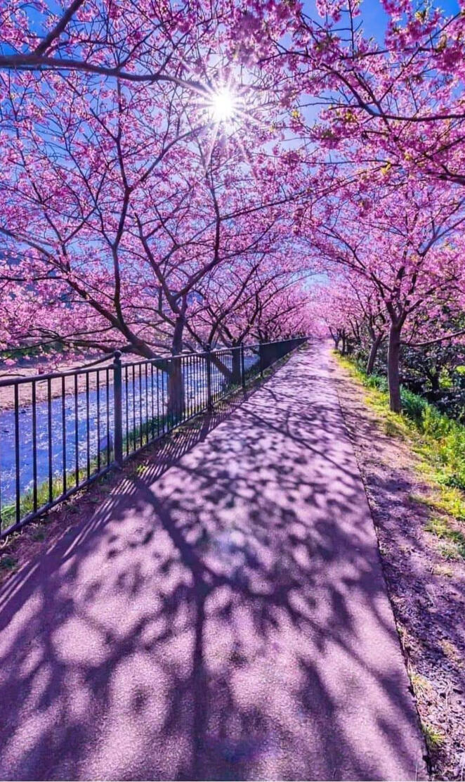 Cherry Blossoms