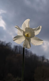 Narcissus Daffodil