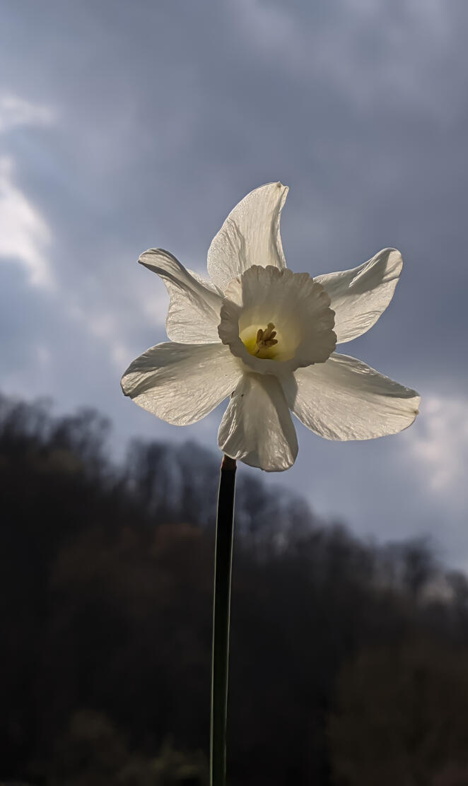 Narcissus Daffodil