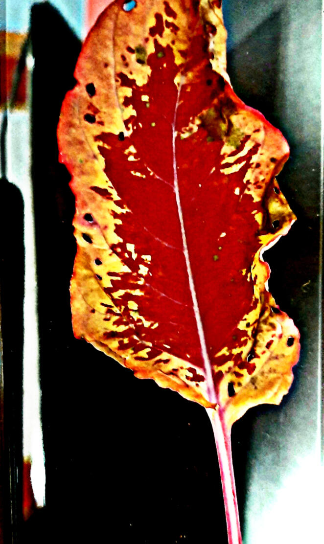 Leaf