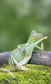 Lizard Banjo