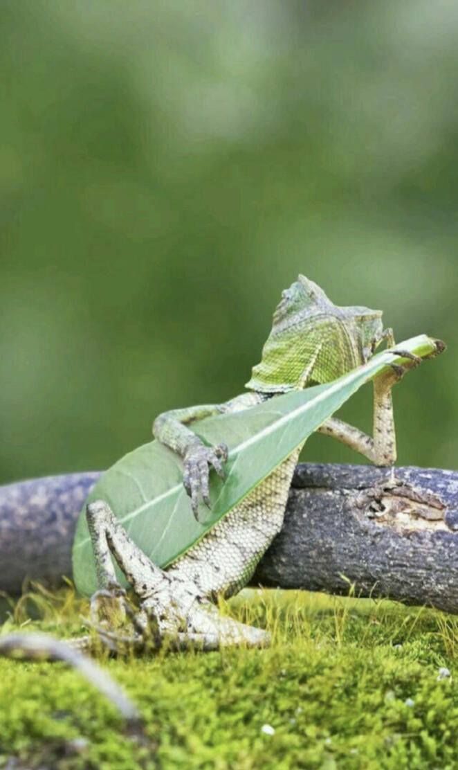 Lizard Banjo