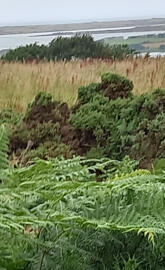 Costal Lake District 