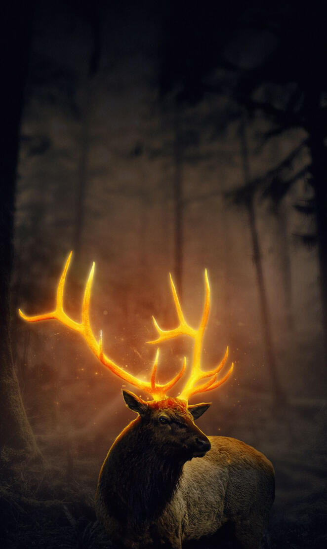 Deer