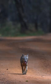 Golden Jackal