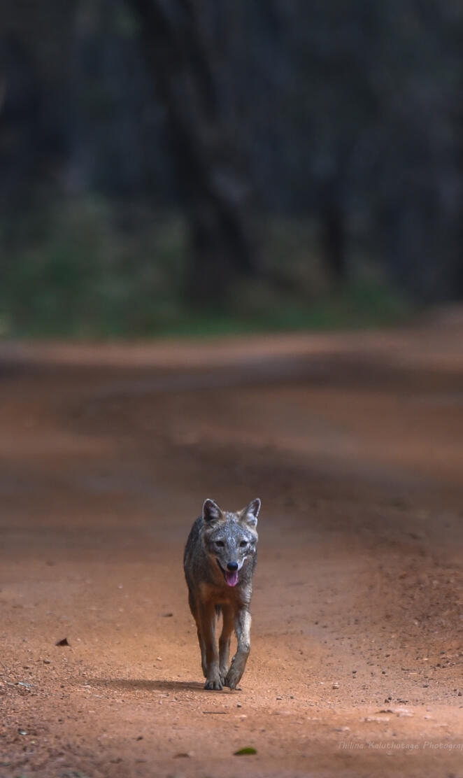 Golden Jackal