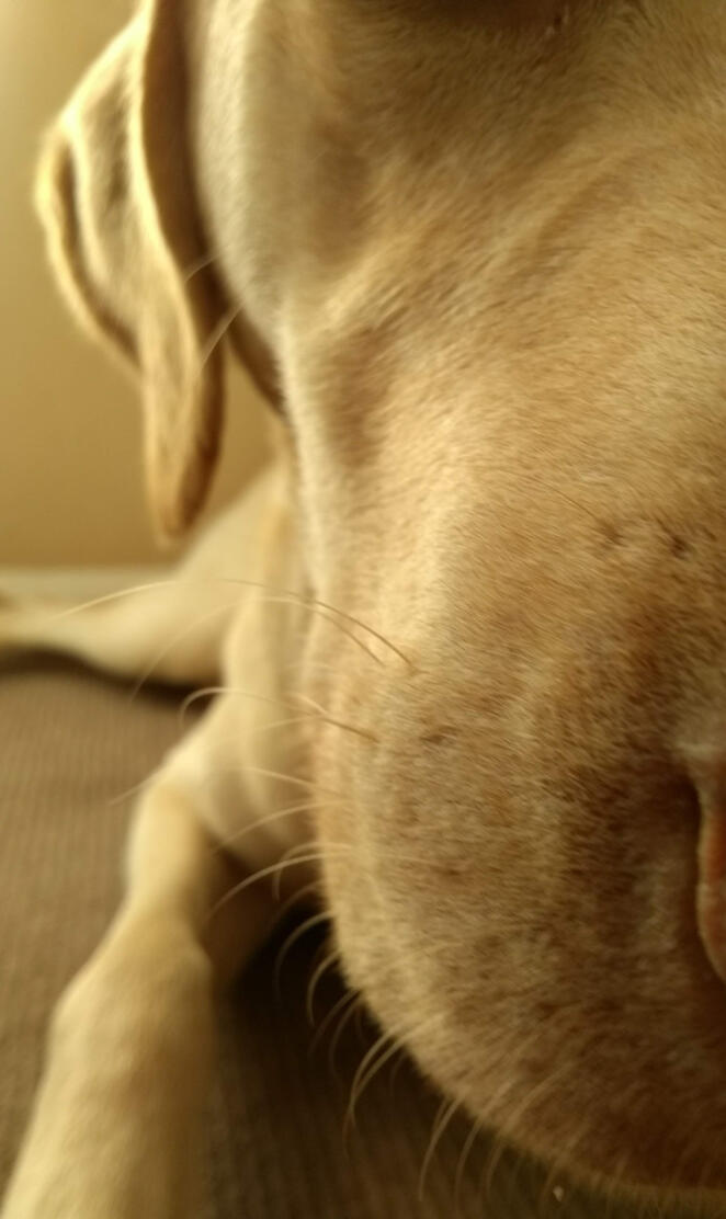Golden lab