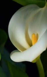 Calla Lilly