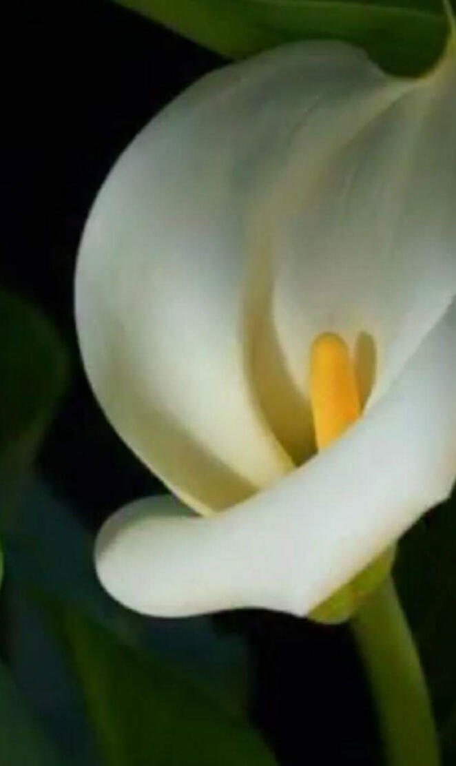 Calla Lilly