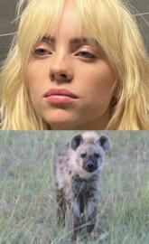 Billie fav animal 