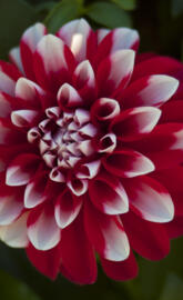 For The Flower Lover