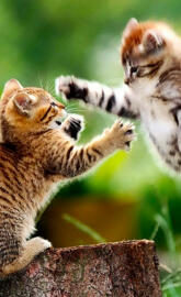 Fighting Cats