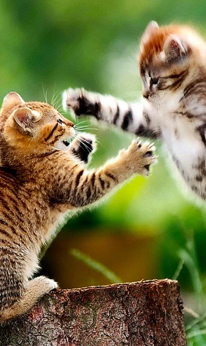 Fighting Cats