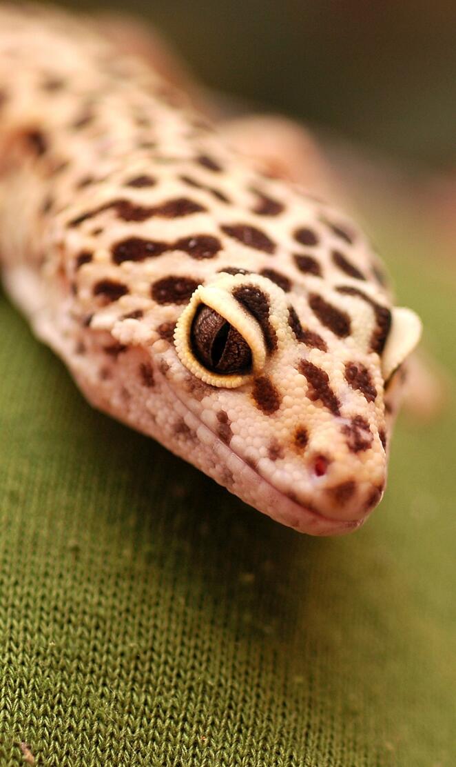Gecko