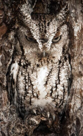Camouflaged Owl