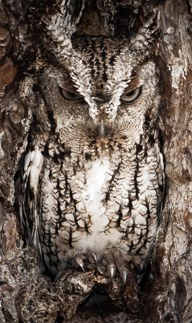 Camouflaged Owl