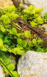 Leapard frog in camo.
