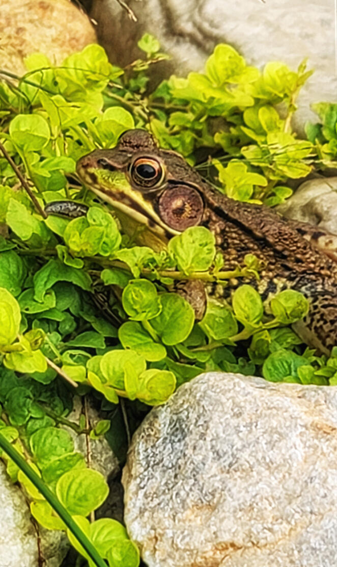 Leapard frog in camo.