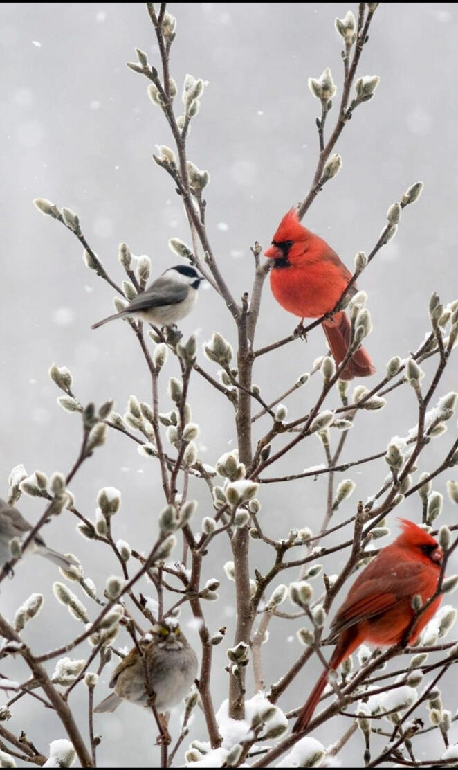 Winter cardinal 