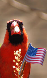 Northern cardinal