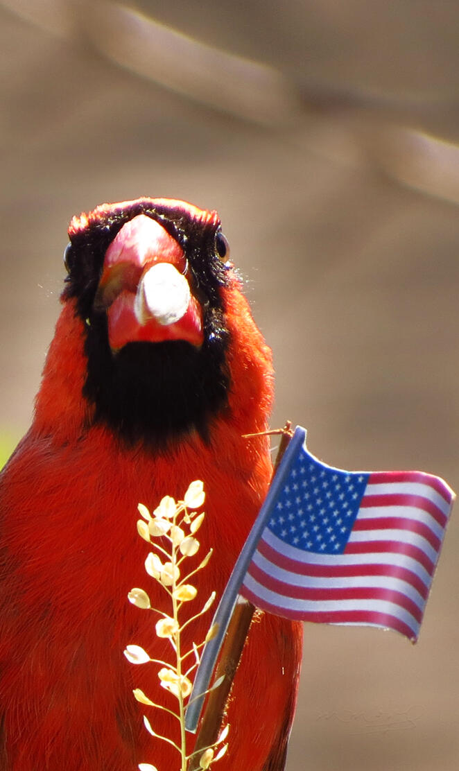 Northern cardinal
