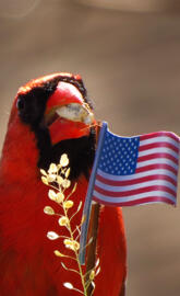 Northern cardinal