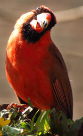 Northern cardinal