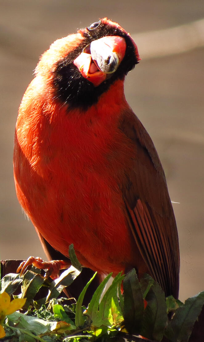 Northern cardinal